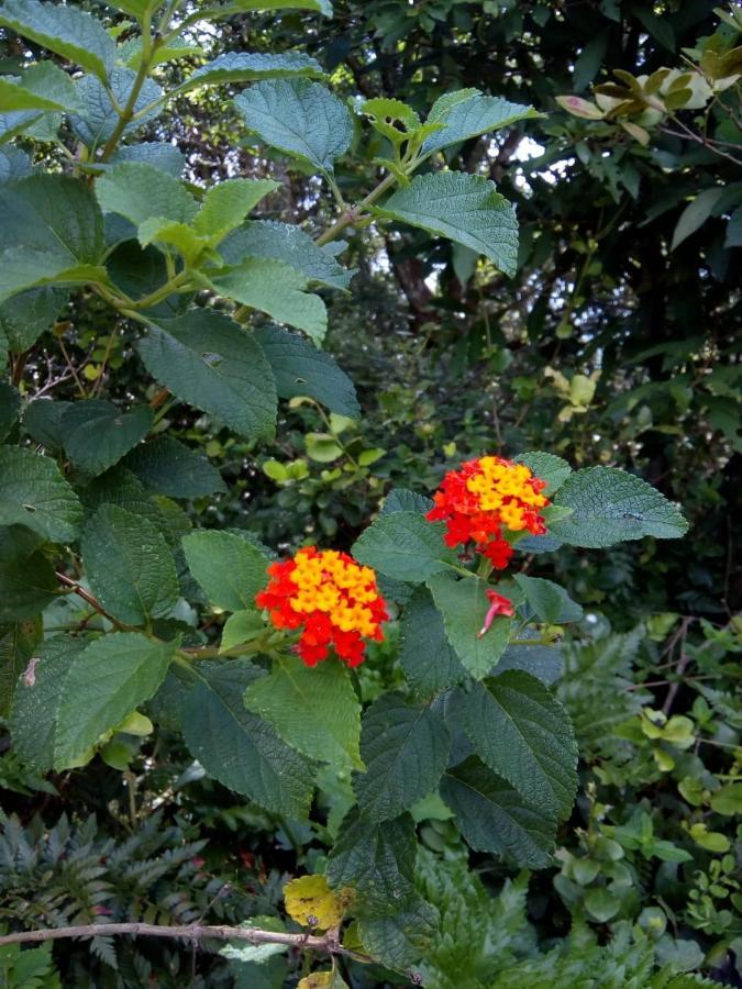 Flor Do Leste Florianópolis Екстериор снимка